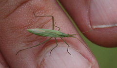 Megaloceroea recticornis