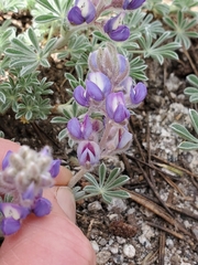 Lupinus lepidus sellulus