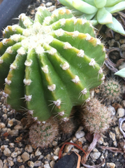 Echinopsis