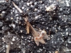 Anoplolepis custodiens