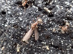 Anoplolepis custodiens