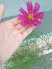 Cosmos bipinnatus