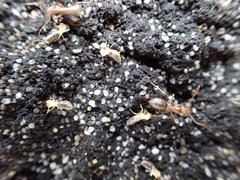 Anoplolepis custodiens