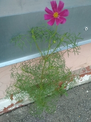 Cosmos bipinnatus