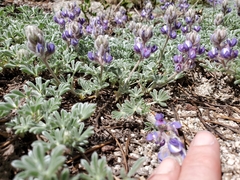 Lupinus lepidus sellulus