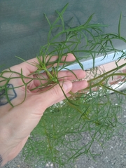 Cosmos bipinnatus