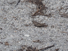 Schistocerca americana