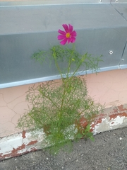 Cosmos bipinnatus