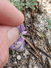 Lupinus lepidus sellulus
