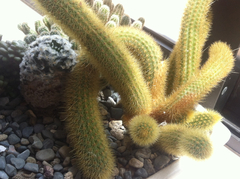 Cleistocactus winteri