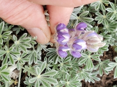 Lupinus lepidus sellulus