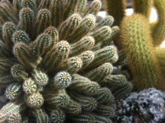 Trichocereeae