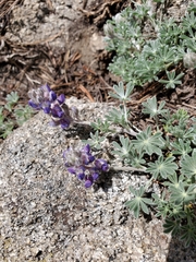 Lupinus lepidus sellulus