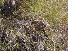 Justicia divaricata