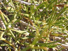 Justicia divaricata