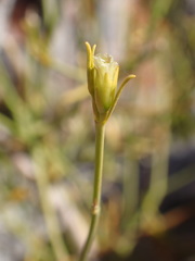 Justicia divaricata