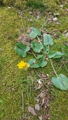 Ficaria verna