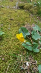 Ficaria verna