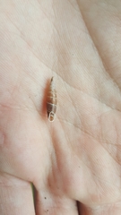 Clausiliidae