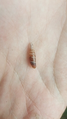 Clausiliidae