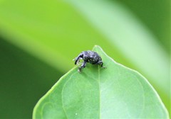 Chalcodermus