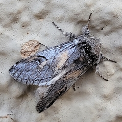 Astiptodonta aonides