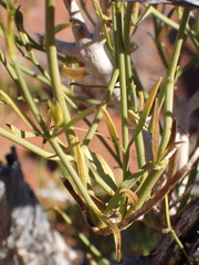 Justicia divaricata