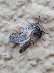 Astiptodonta aonides