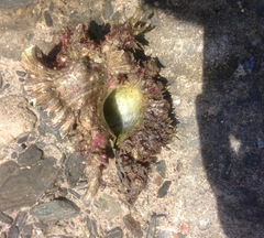 Chicoreus brevifrons