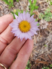 Erigeron glacialis glacialis