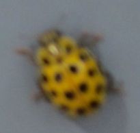 Psyllobora vigintiduopunctata