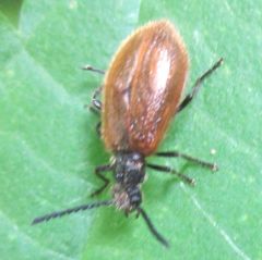 Coleoptera