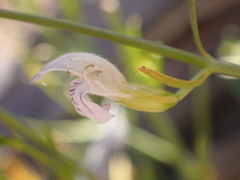 Justicia divaricata