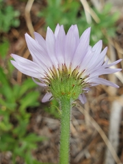 Erigeron glacialis glacialis