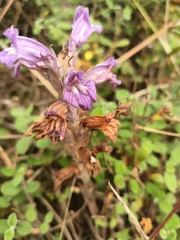 Phelipanche arenaria