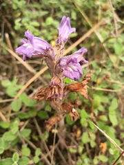 Phelipanche arenaria