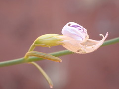 Justicia divaricata