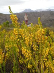 Erica parilis parilis