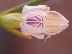 Justicia divaricata