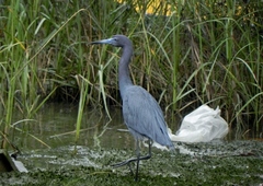 Egretta caerulea