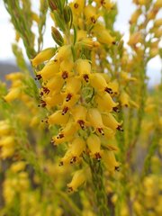 Erica parilis parilis