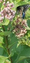Papilio polyxenes