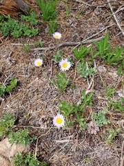 Erigeron glacialis glacialis
