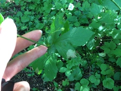 Geum × catlingii