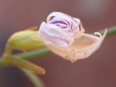 Justicia divaricata