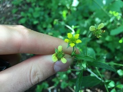 Geum × catlingii