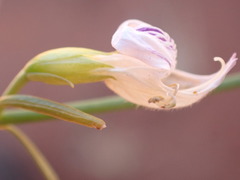 Justicia divaricata