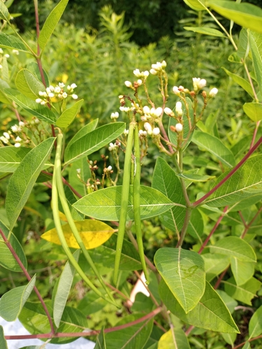 American-hemp fruiting