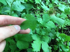 Geum urbanum