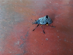 Cypherotylus debauvei